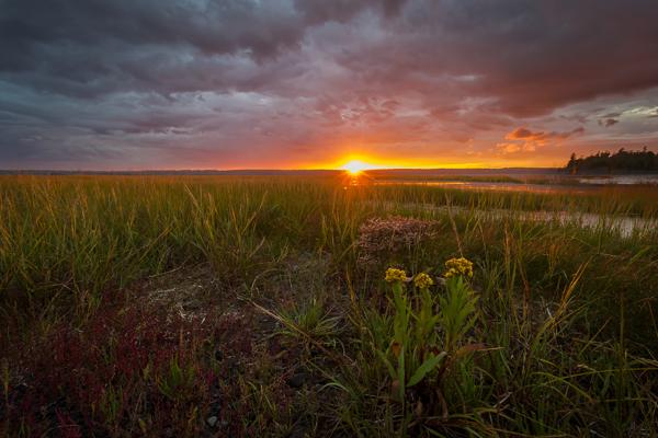 Marsh Wildflowers at Sunset
