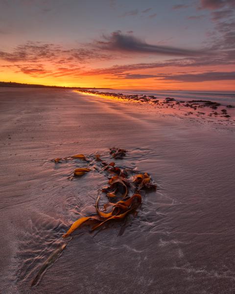 Conrad's Beach Kelp at Sunrise